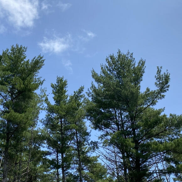 White pines with blue sky background